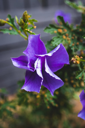purple hibiscus plant outdoor in sunny backyard, close-up shot at shallow depth of fieldの写真素材