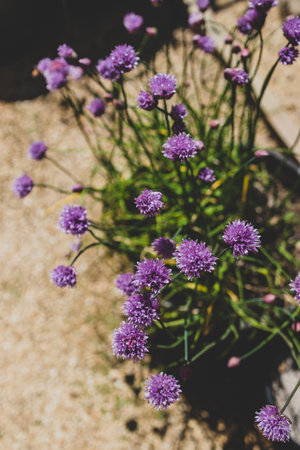 close-up of garlic plant with purple flowers outdoor in sunny vegetable garden shot at shallow depth of fieldの写真素材