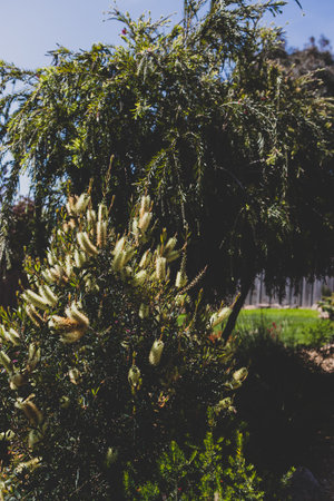 idyllic sunny backyard with yellow callistemon tree and lots of tropical Australian native plants shot at shallow depth of fieldの写真素材