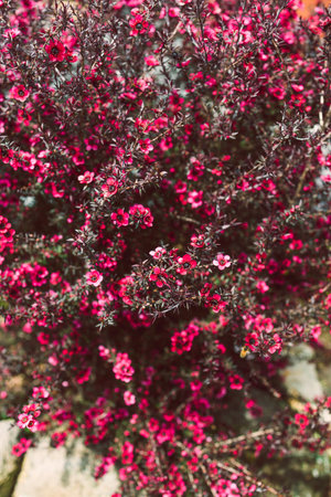close-up of New Zealand Tea Bush plant with dark leaves and red flowers shot at shallow depth of fieldの写真素材