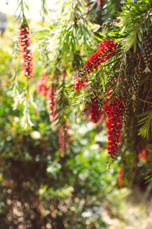 native Australian red bottlebrush callistemon plant outdoor in beautiful tropical backyard shot at...