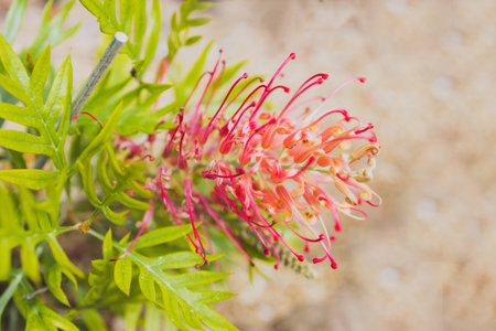 native Australian grevillea plant with red flowers outdoor, close-up shot at shallow depth of fieldの写真素材