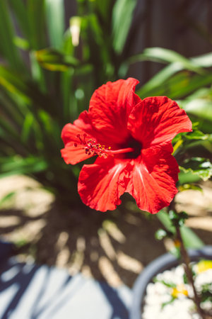 red hibiscus flower outdoor in sunny backyard	 shot at shallow depth of fieldの写真素材