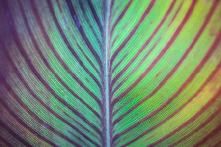 tropical leaf with deep green and purple stripes from a Canna Lilly plant shot at shalow depth of fieldの写真素材