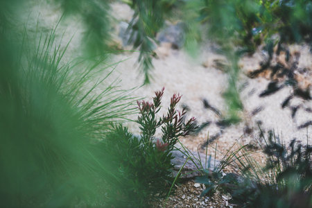 callistemon bottlebrush plant with pink tips surrounded by bokeh of other native Australian plants, ...