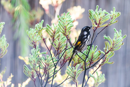 honey eater bird on kangaroo paw plant with yellow flowers shot in Tasmania, Australiaの写真素材