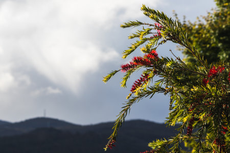 native Australian callistemon bottle brush plant outdoor with mountain landscape in the background shot in Tasmaniaの写真素材