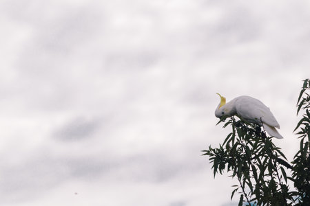 sulphur-crested cockatoo on fruit tree with cloudy sky in the background shot in Tasmania, Australiaの写真素材