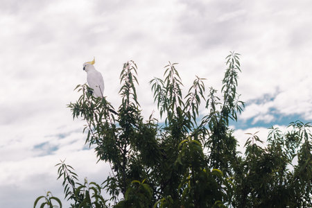 sulphur-crested cockatoo on fruit tree with cloudy sky in the background shot in Tasmania, Australiaの写真素材