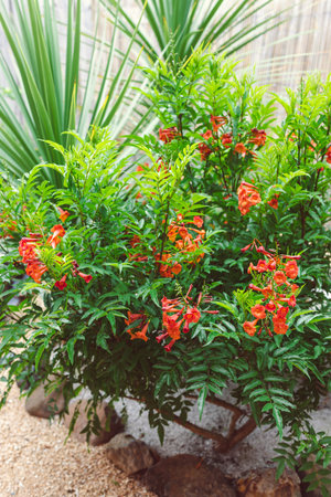 orange tecoma plant with plenty of flowers in sunny backyard, surrounded by tropical plants