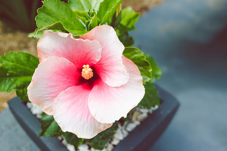 pink hibiscus flower with yellow stigmas and dark centre, close-up shot at shallow depth of fieldの写真素材