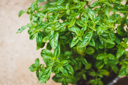close-up of basil plant outdoor in sunny vegetable garden shot at shallow depth of fieldの写真素材