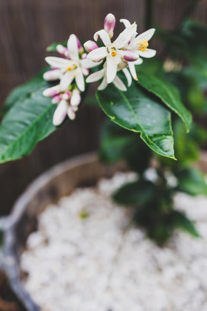 close-up of lemon tree flowers outdoor in sunny vegetable garden shot at shallow depth of fieldの写真素材