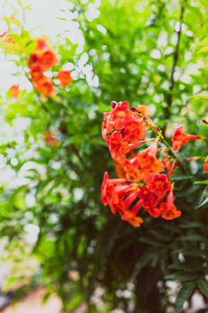orange tecoma plant outdoor in sunny backyard, close-up shot at shallow depth of fieldの写真素材