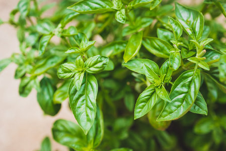 close-up of basil plant outdoor in sunny vegetable garden shot at shallow depth of fieldの写真素材