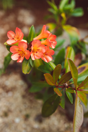 orange vireya rhododendron plant outdoor in sunny backyard, close-up shot at shallow depth of fieldの写真素材