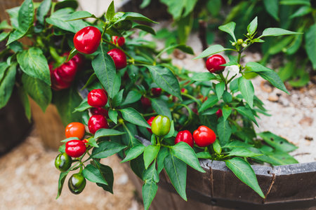 close-up of mini bell pepper plant outdoor in sunny vegetable garden shot at shallow depth of fieldの写真素材