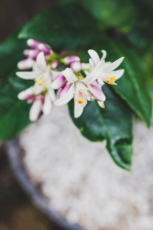 close-up of lemon tree flowers outdoor in sunny vegetable garden shot at shallow depth of fieldの写真素材