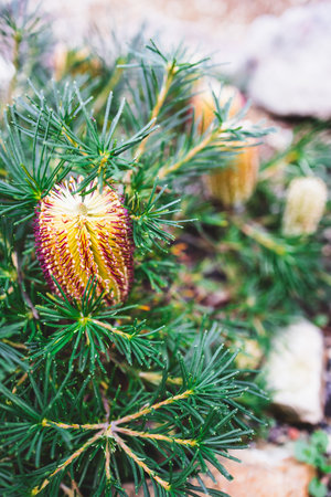 native Australian Banksia spinulosa Birthday Candle plant with yellow and re flowers outdoor in beautiful tropical backyard shot at shallow depth of fieldの写真素材