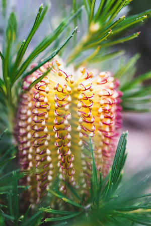 native Australian Banksia spinulosa Birthday Candle plant with yellow and re flowers outdoor in beautiful tropical backyard shot at shallow depth of fieldの写真素材