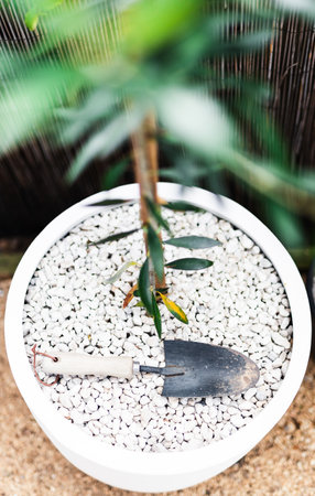 close-up of olive tree with small gardening spade on its pot  shot at shallow depth of fieldの写真素材