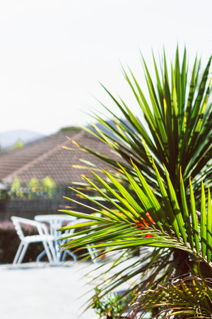 tropical plants including palms and canna lily in sunny backyard  at shallow depth of fieldの写真素材