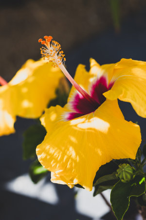 yellow hibiscus flower outdoor in sunny backyard, close-up shot at shallow depth of fieldの写真素材