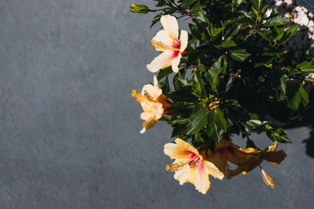 yellow Cuban hibiscys plant outdoor in sunny backyard, close-up shot at shallow depth of fieldの写真素材