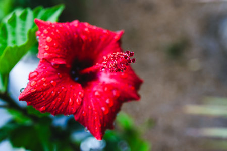 red hibiscus plant with flower covered in rain droplets, close-up shot at shallow depth of fieldの写真素材