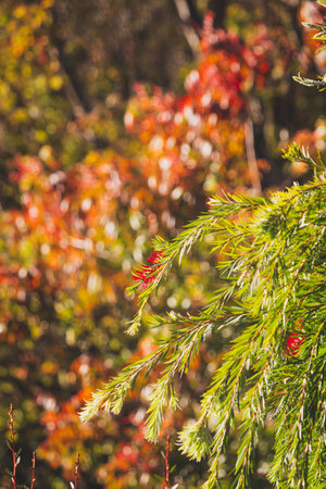 layers of trees with colorful autumn foliage, telephoto shot at shallow depth of fieldの写真素材