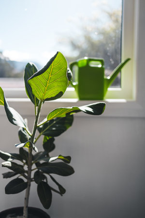 fiddle leaf fig indoor by the window with sunlight shining through and green watering can in the background, caring for home plants and indoor gardeningの写真素材