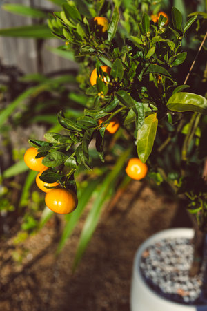 mandarin orange tree in white pot outdoor shot under strong sunlight, beautiful backyard, mediterranean lookの写真素材