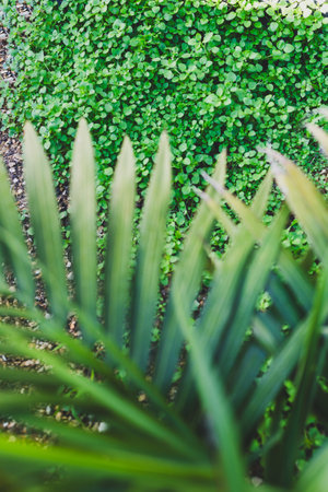 weeds and unwanted plants growing amont feature plants in Australian backyard shot under harsh sunlightの写真素材