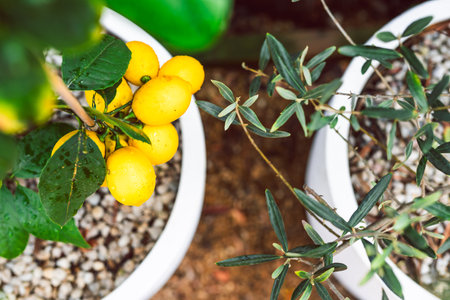 lemon and olive trees in white pots outdoor under strong sunlight, beautiful backyard, mediterranean lookの写真素材