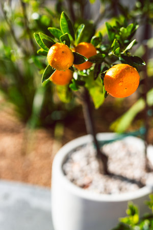 mandarin orange tree in white pot outdoor under strong sunlight, beautiful backyard, mediterranean...