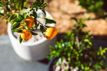 mandarin orange tree in white pot outdoor under strong sunlight, beautiful backyard, mediterranean lookの写真素材