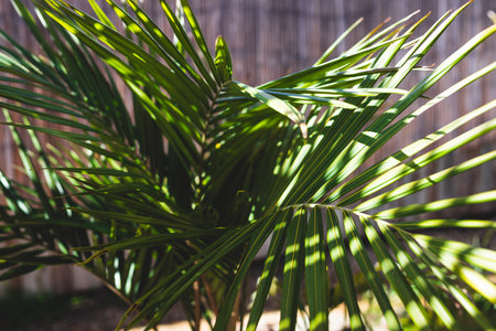 bangalow palm frond outdoor in tropical backyard with strong sunlight, close-up shot at shallow depth of fieldの写真素材