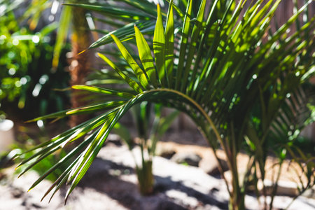 bangalow palm frond outdoor in tropical backyard with strong sunlight, close-up shot at shallow depth of fieldの写真素材
