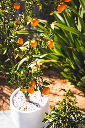 mandarin orange tree in white pot outdoor, beautiful backyard, mediterranean look, strong sunlightの写真素材