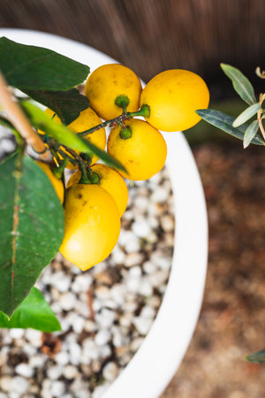 lemon and olive trees in white pots outdoor, beautiful backyard, mediterranean look, shallow depth of fieldの写真素材