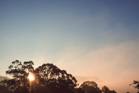 blue and orange sunset sky with sun flare behing the gum trees and no clouds over the mountains, with eucalyptus gum trees silhouettesの写真素材