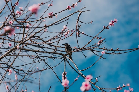 honeyeater bird on plum tree with pink blossoms outdoor in sunny backyard, telephoto shot at shallow depth of fieldの写真素材