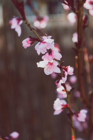 peach tree with pink blossoms, telephoto shot at shallow depth of fieldの写真素材