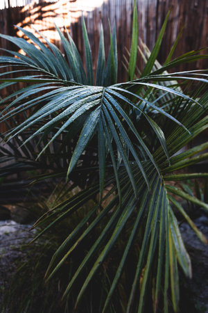 bangalow palm frond outdoor in tropical backyard with moody dark tones, at shallow depth of field