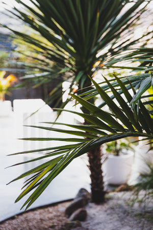 bangalow palm frond  and cabbage palm outdoor in tropical backyard with resort-like vibe and patio in the background, shot at shallow depth of fieldの写真素材