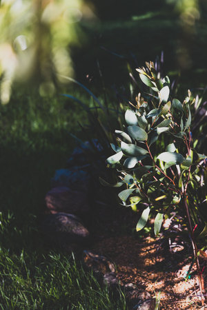 native Australian hakea plant outdoor in beautiful tropical backyard shot at shallow depth of fieldの写真素材