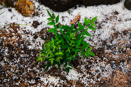 Australian backyard covered in hail with lawn and tropical plants surrounded by ice, climate change...