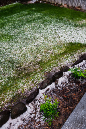 Australian backyard covered in hail with lawn and tropical plantsの写真素材