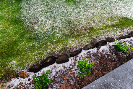 Australian backyard covered in hail with lawn and plants surrounded by ice.の写真素材