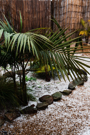 Australian backyard covered in hail with lawn and tropical plants surrounded by iceの写真素材